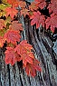 Autumnal Vine Maple Leaves